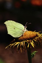 Lemon butterfly (Gonepteryx rhamny) on a yellow flower of a Great Telekie (Telekia speciosa), dark