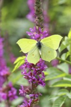 Lemon butterfly (Gonepteryx rhamni) with open wings on purple loosestrife (Lythrum salicaria),