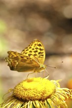 Emperor Cloak (Argynnis paphia), on a yellow flower of a Great Telekie (Telekia speciosa), macro