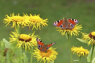 Peacock butterfly (Aglais io), two butterflies on yellow flowers of a Great Telekie (Telekia
