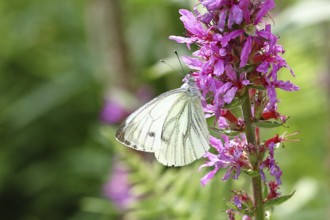 A Cabbage butterfly (Pieris brassicae) sucking nectar on the flower of the purple loosestrife