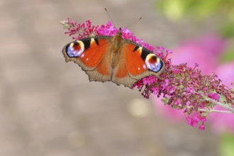Peacock butterfly (Inachis io) sucking nectar on butterfly bush (Buddleja davidii), in a natural