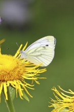 A Cabbage butterfly (Pieris brassicae, on a yellow flower of a Great Telekie (Telekia speciosa),