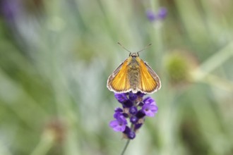 Large skipper (Ochlodes venatus), collecting nectar from a flower of Common lavender (Lavandula