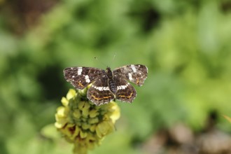 Land carder (Araschnia levana), summer generation, open wings, on a dark mullein (Verbascum