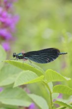 Blue-winged damselfly (Calopteryx virgo), male, on a leaf at a garden pond, close-up, Wilnsdorf,