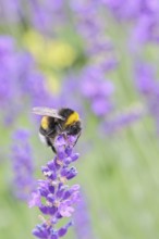 Ground bumblebee (Bombus terrestris), on a lavender flower (Lavandula angustifolia), macro
