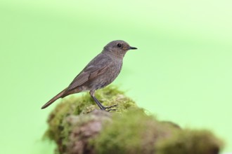 Black redstart (Phoenicurus ochruros), on a moss-covered tree stump in a garden, Wilnsdorf, North