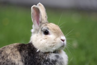 Rabbit (Oryctolagus cuniculus), portrait, grass, cute, Germany, Lateral portrait of a brown