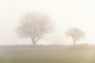 Leafless trees on a field a misty autumn day in the countryside