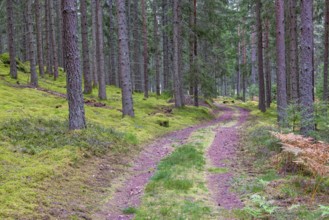 Small forest road with a grass shoulder in a coniferous forest with high spruce trees in autumn
