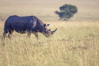 Black rhinoceros (Diceros bicornis) walking i the grass on a savanna, Maasai Mara National Reserve,