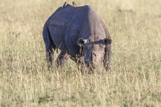 Black rhinoceros (Diceros bicornis) with two Yellow-billed oxpecker (Buphagus africanus) grazing