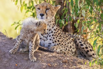 Cheetah cub (Acinonyx jubatus) with its mother in the shade under a bush on the savannah, Maasai