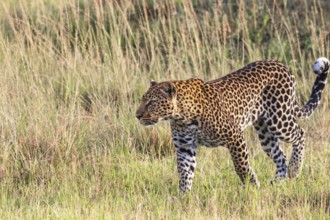 Leopard (Panthera pardus) walking in the grass on a savanna, Maasai Mara National Reserve, Kenya