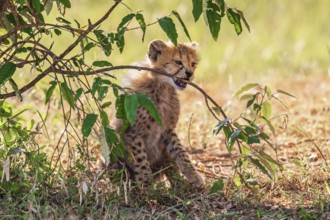 Cheetah cub (Acinonyx jubatus) playing with a tree branch on the savannah, Maasai Mara National