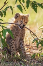 Cheetah cub (Acinonyx jubatus) chewing on a tree branch on the savannah, Maasai Mara National