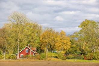 Red small wooden cottage in the Swedish countryside in a grove of trees with beautiful autumn