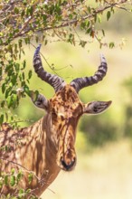 Hartebeest (Alcelaphus buselaphus) in the shade under a bush on the savanna, Maasai Mara National