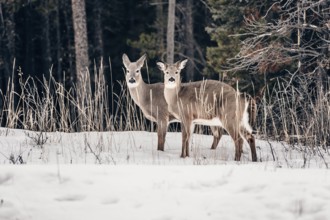 Wildlife on a winter road trip on the Icefields Parkway with lots of snow and ice, Banff National