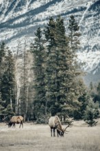 Wildlife on a winter road trip on the Icefields Parkway with lots of snow and ice, Banff National