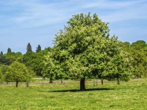 Shugborough Estate, National Trust House and garden, Great Haywood, Staffordshire, England, United