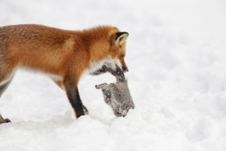 Red fox (vulpes vulpes), Fox hunting eastern gray squirrel (sciurus carolinensis) in winter.