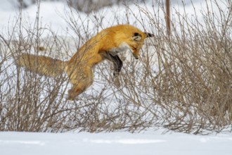 Red fox (vulpes vulpes), Fox hunting small mammals in winter. Province of Quebec, Canada, North