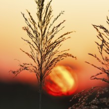 Reed (Phragmites australis), flower panicles in a marshy area, sunset, Saintes-Maries-de-la-Mer,