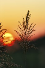 Reed (Phragmites australis), flower panicles in a marshy area, sunset, Saintes-Maries-de-la-Mer,