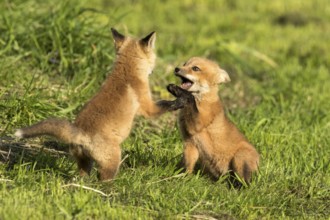 Red fox (vulpes vulpes), fox cubs playing together, Province of Quebec, Canada, North America