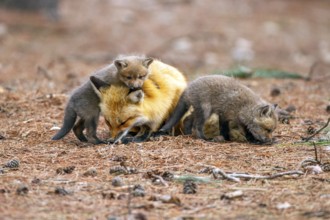 Red fox (vulpes vulpes), fox playing with cubs, Province of Quebec, Canada, North America