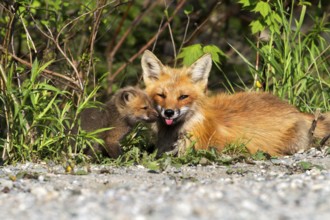 Red fox (vulpes vulpes), fox playing with cub, Province of Quebec, Canada, North America