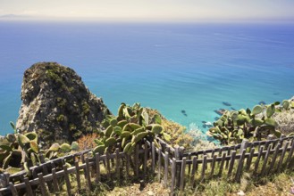 Cactus landscape with views of cliffs and the wide blue sea, Ricadi, Capo Vaticano