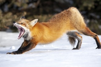 Red fox (vulpes vulpes), Fox standing on snow and stretching, Fox yawning, Province of Quebec,