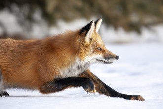 Red fox (vulpes vulpes), Fox lying on the snow and ready to pounce on a prey, Province of Quebec,