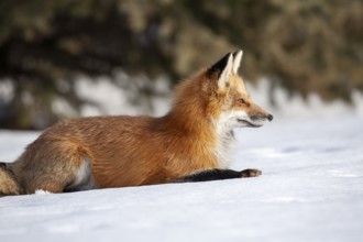 Red fox (vulpes vulpes), Fox sitting on snow and watching ahead, Province of Quebec, Canada, North
