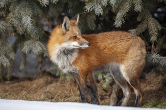 Red fox (vulpes vulpes), Fox standing on snow and looking behind him, Province of Quebec, Canada,