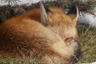 Red fox (vulpes vulpes), Fox resting on grass, Eyes closed, Province of Quebec, Canada, North