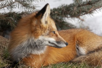 Red fox (vulpes vulpes), Fox sitting on grass and watching behind him, Province of Quebec, Canada,