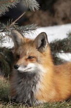 Red fox (vulpes vulpes), Fox sitting on grass and watching ahead, portait, Province of Quebec,