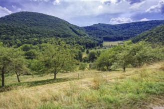 Green meadows and trees in a hilly landscape under a blue sky, Bad Urach