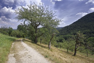 Rural path through orchards in front of a wooded hill and clouds, Bad Urach