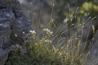 Close-up of grasses and flowers next to rough rock in the sun, Bissingen an der Teck,