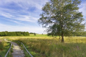 A birch tree stands next to a wooden footbridge that leads through the Schopfloch moor under a blue