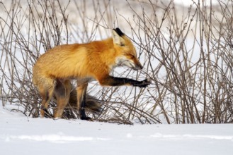 Red fox (vulpes vulpes), Fox standing on the snow and pushing aside the vegetation, Province of