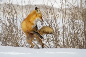 Red fox (vulpes vulpes), Fox standing on snow and reacting to a noise, Province of Quebec, Canada,