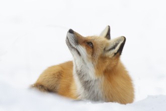 Red fox (vulpes vulpes), Fox sitting on snow and watching a flying bird, Close-up, Province of