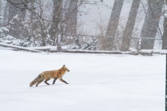 Red fox (vulpes vulpes), Fox walking on a snow-covered park, large view, Province of Quebec,