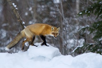 Red fox (vulpes vulpes), Fox standing on block of snow in winter, Province of Quebec, Canada, North